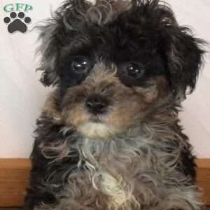 Kettle, Toy Poodle Puppy