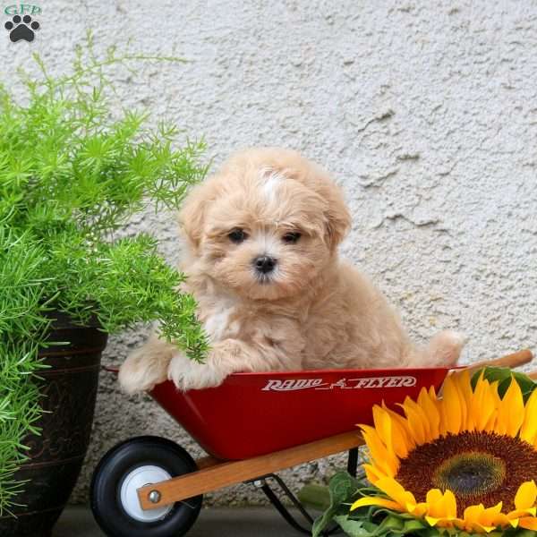 Kevin, Maltipoo Puppy