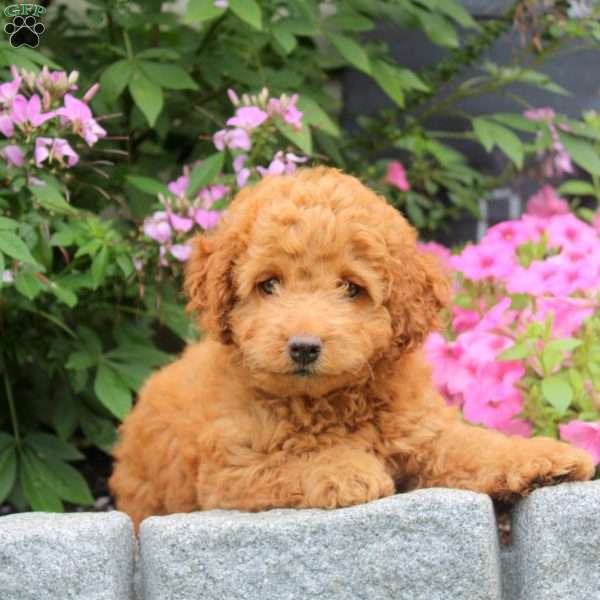 Kevin, Cockapoo Puppy