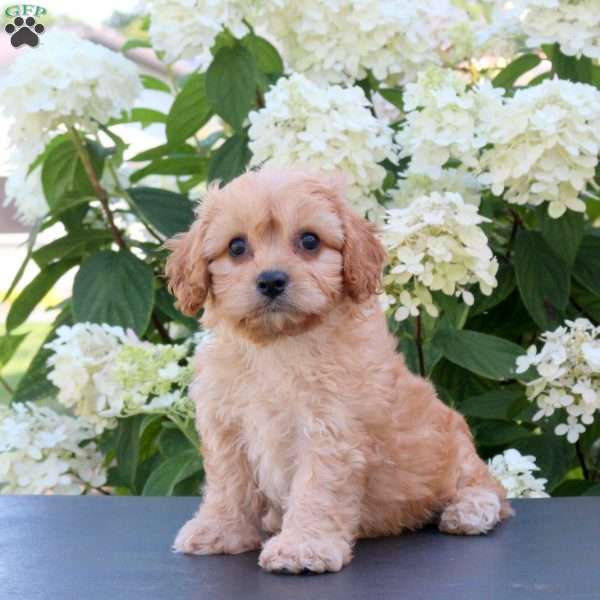 Kevin, Cavachon Puppy