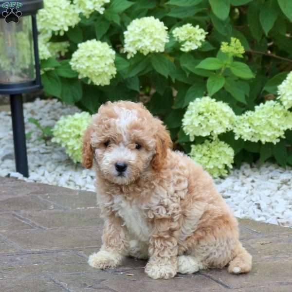 Kevin, Mini Goldendoodle Puppy