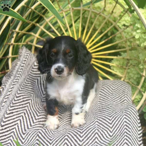 Kevin, Dachshund Puppy