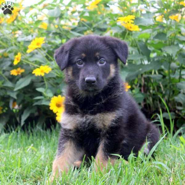 Kevin, German Shepherd Puppy