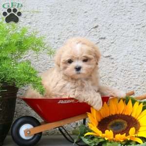 Kevin, Maltipoo Puppy