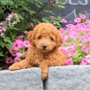 Kevin, Cockapoo Puppy