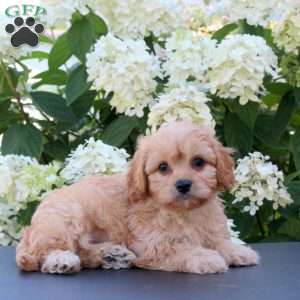 Kevin, Cavachon Puppy