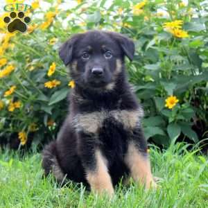 Kevin, German Shepherd Puppy
