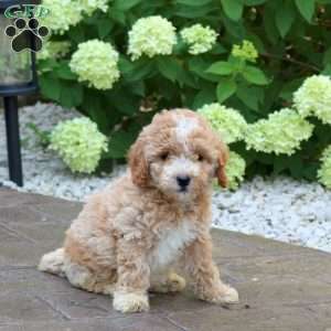 Kevin, Mini Goldendoodle Puppy