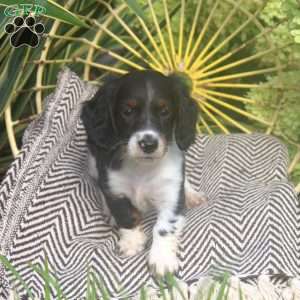 Kevin, Dachshund Puppy