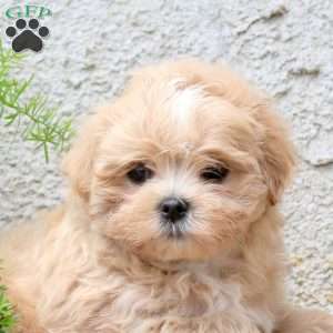 Kevin, Maltipoo Puppy