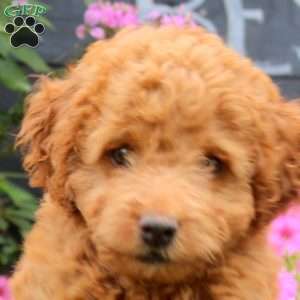 Kevin, Cockapoo Puppy