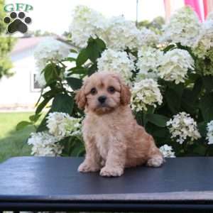Kevin, Cavachon Puppy