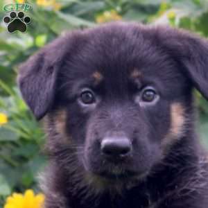 Kevin, German Shepherd Puppy