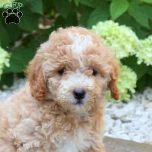 Kevin, Mini Goldendoodle Puppy