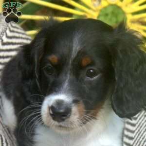 Kevin, Dachshund Puppy