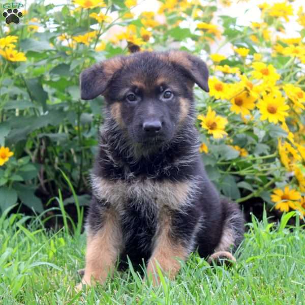 Khloe, German Shepherd Puppy