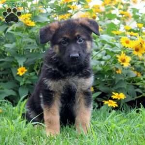 Khloe, German Shepherd Puppy