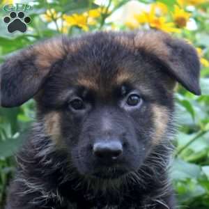 Khloe, German Shepherd Puppy
