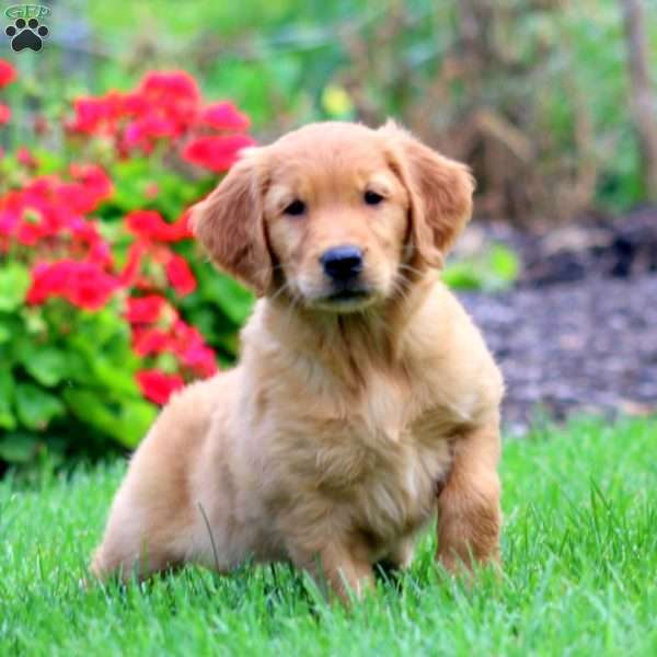 Kia, Golden Retriever Puppy