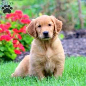Kia, Golden Retriever Puppy