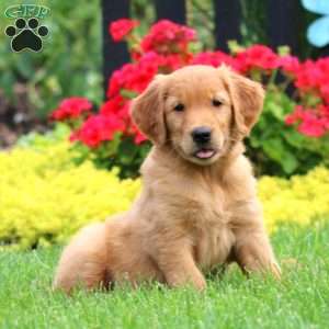 Kia, Golden Retriever Puppy