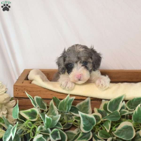 Kibbles, Toy Poodle Puppy