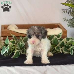 Kibbles, Toy Poodle Puppy