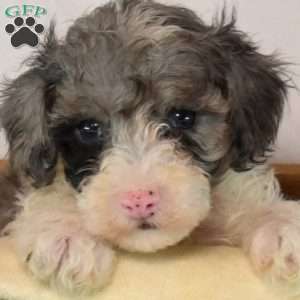 Kibbles, Toy Poodle Puppy