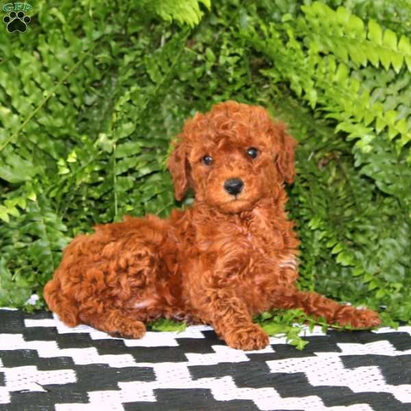 Kierra, Miniature Poodle Puppy