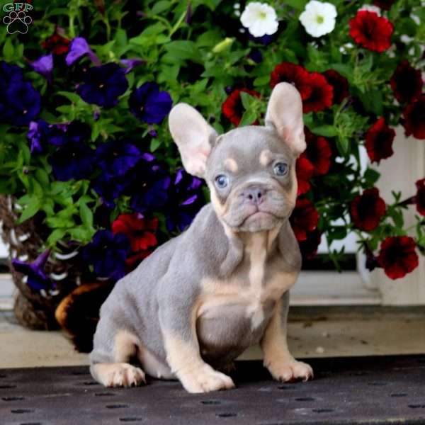 Kierra, French Bulldog Puppy