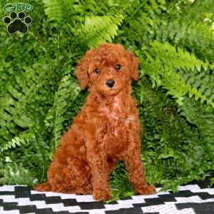 Kierra, Miniature Poodle Puppy