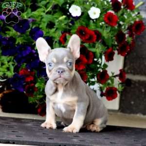 Kierra, French Bulldog Puppy