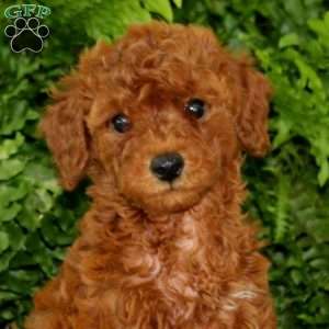 Kierra, Miniature Poodle Puppy