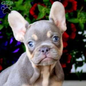 Kierra, French Bulldog Puppy