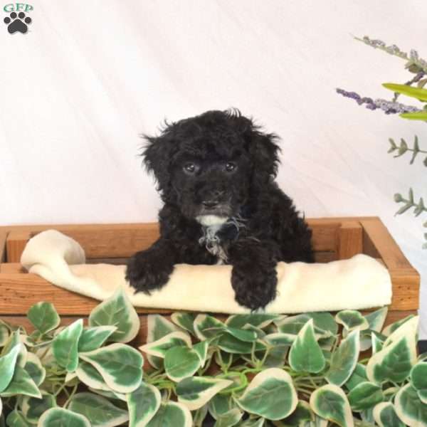 Kiki, Toy Poodle Puppy