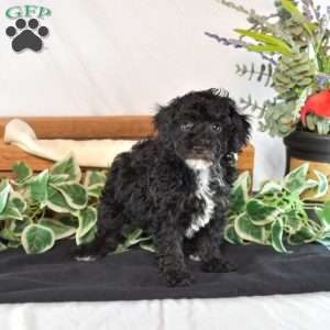 Kiki, Toy Poodle Puppy