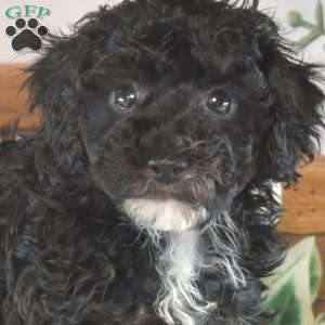 Kiki, Toy Poodle Puppy