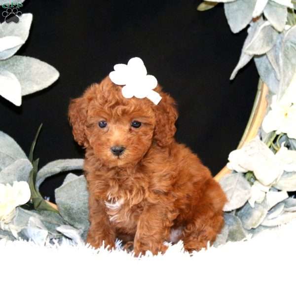 Kimi, Miniature Poodle Puppy
