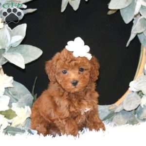 Kimi, Miniature Poodle Puppy
