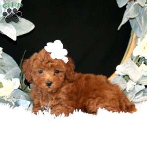 Kimi, Miniature Poodle Puppy