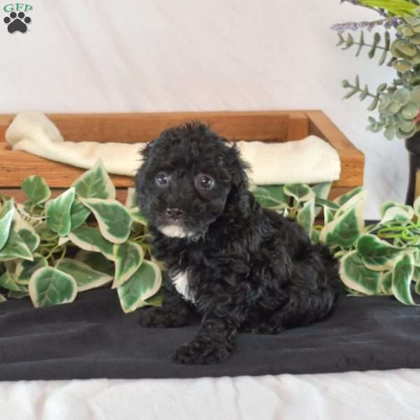 Kimmy, Toy Poodle Puppy
