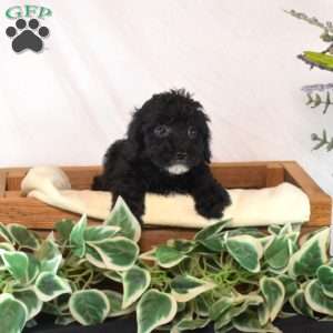 Kimmy, Toy Poodle Puppy