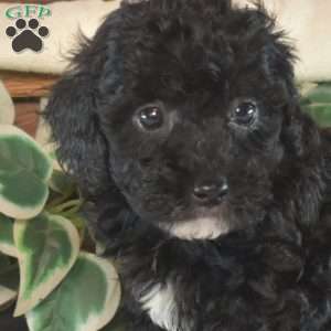 Kimmy, Toy Poodle Puppy