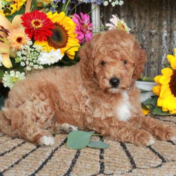King, Mini Goldendoodle Puppy