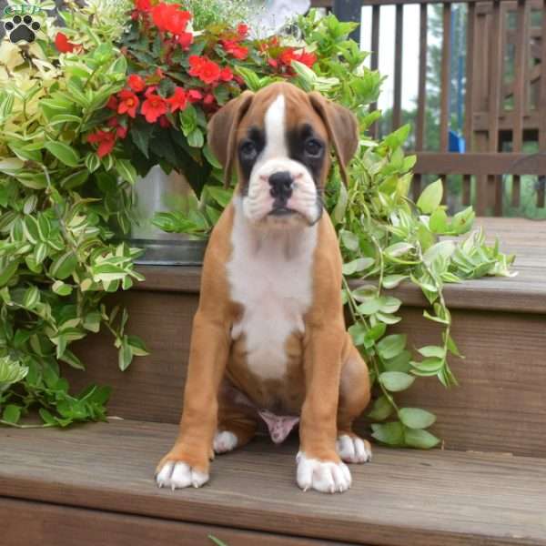 King, Boxer Puppy