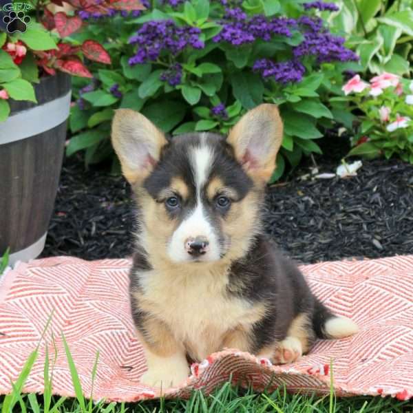 King, Pembroke Welsh Corgi Puppy