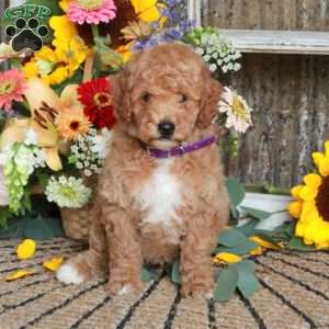 King, Mini Goldendoodle Puppy