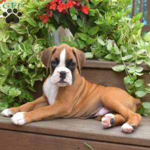 King, Boxer Puppy