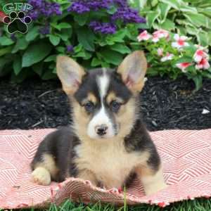 King, Pembroke Welsh Corgi Puppy