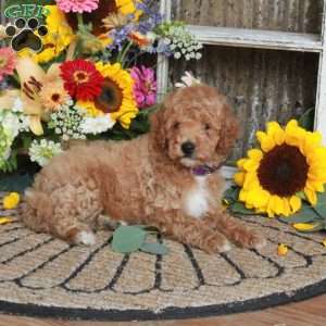 King, Mini Goldendoodle Puppy